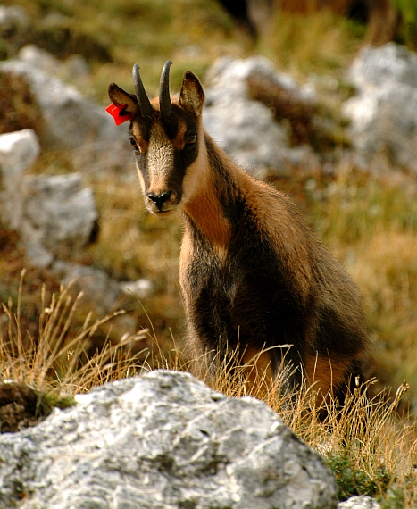 Camoscio d''Abruzzo Rupicapra pyrenaica ornata